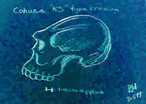 KS type cranium