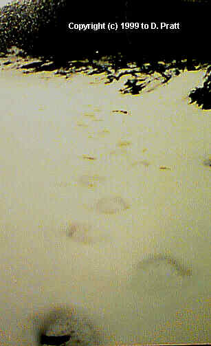 Alleged 'Yowie' tracks,  East Victorian Highlands. Courtesy D. Pratt.